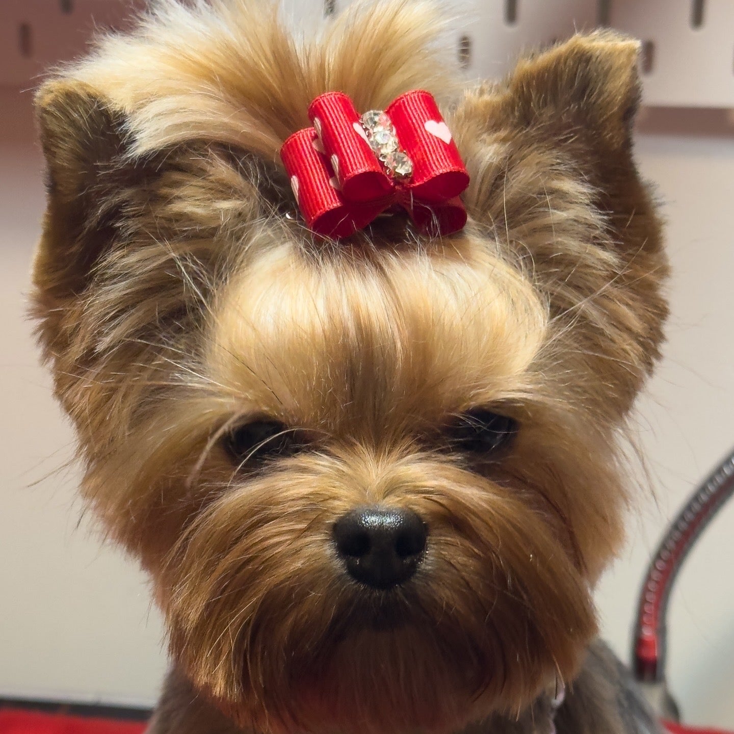 7/8" Hearts Dog Bow with Barrette